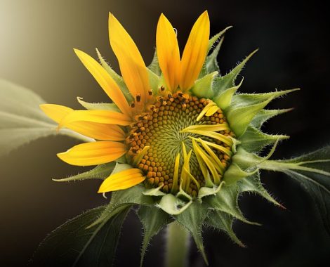 zonnebloem zonnebloem